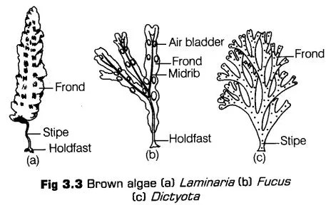 plant-kingdom-cbse-notes-class-11-biology-3