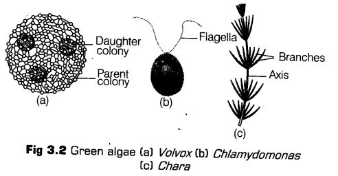 plant-kingdom-cbse-notes-class-11-biology-2
