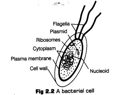 biological-classification-cbse-notes-class-11-biology-4