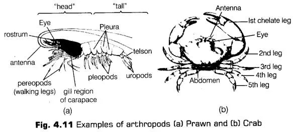 animal-kingdom-cbse-notes-class-11-biology-14