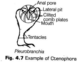 Notes Class 11 Biology Chapter 4 Animal Kingdom Notes Class 11 Biology Chapter 4 Animal Kingdom