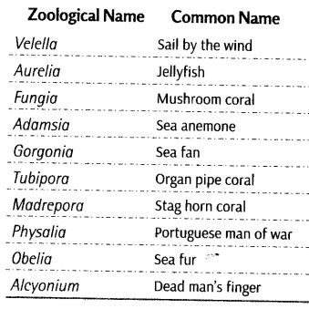Notes Class 11 Biology Chapter 4 Animal Kingdom