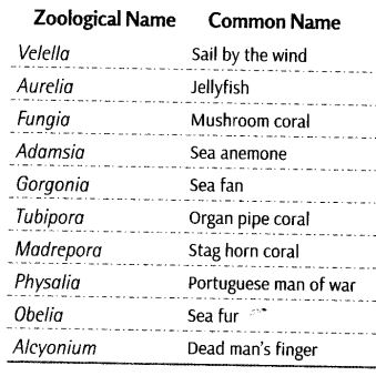Notes Class 11 Biology Chapter 4 Animal Kingdom Notes Class 11 Biology Chapter 4 Animal Kingdom