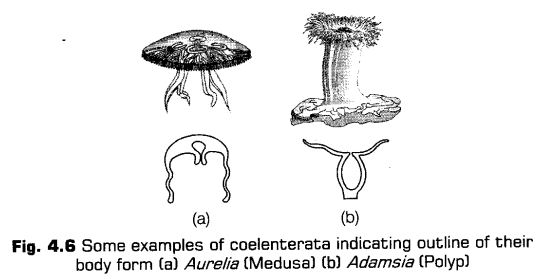 animal-kingdom-cbse-notes-class-11-biology-8