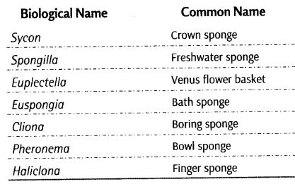 animal-kingdom-cbse-notes-class-11-biology-7