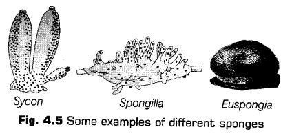 animal-kingdom-cbse-notes-class-11-biology-6