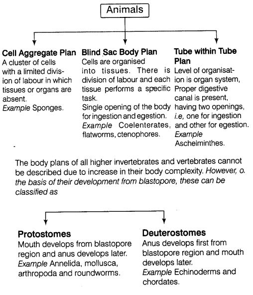 animal-kingdom-cbse-notes-class-11-biology-5