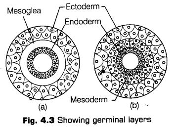 animal-kingdom-cbse-notes-class-11-biology-3