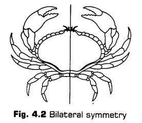 animal-kingdom-cbse-notes-class-11-biology-2