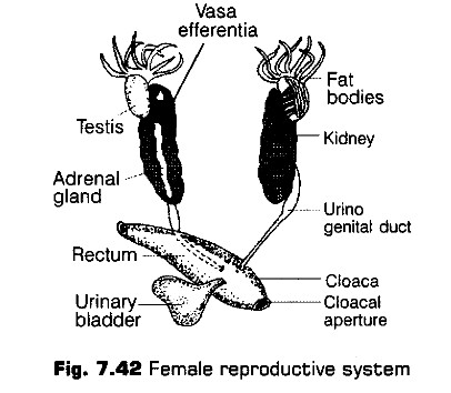 structural-organisation-in-animals-cbse-notes-for-class-11-biology-43