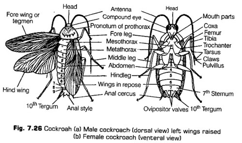 structural-organisation-in-animals-cbse-notes-for-class-11-biology-27