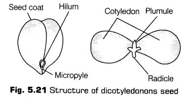 morphology-of-flowering-plants-cbse-notes-for-class-11-biology-22