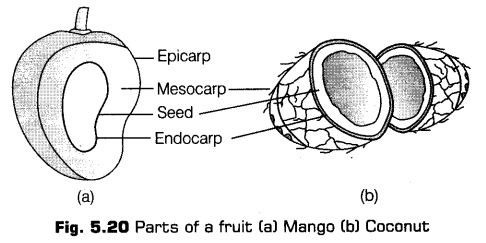 morphology-of-flowering-plants-cbse-notes-for-class-11-biology-20