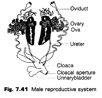 structural-organisation-in-animals-cbse-notes-for-class-11-biology-42