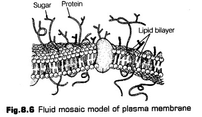 cell-unit-life-cbse-notes-class-11-biology-9