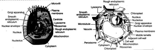 cell-unit-life-cbse-notes-class-11-biology-7