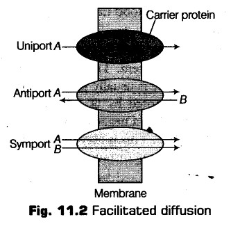 transport-in-plants-cbse-notes-for-class-11-biology-3