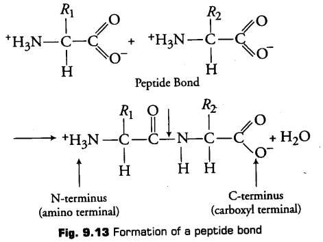 biomolecules-cbse-notes-for-class-11-biology-23