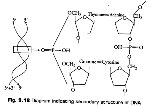 biomolecules-cbse-notes-for-class-11-biology-21