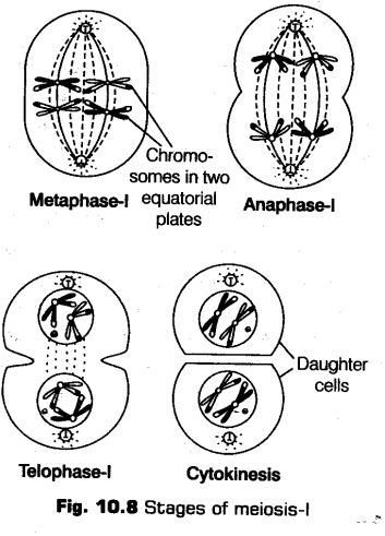 cell-cycle-and-cell-division-cbse-notes-for-class-11-biology-10