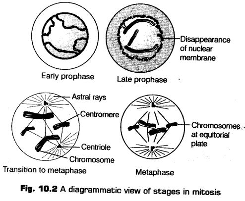 cell-cycle-and-cell-division-cbse-notes-for-class-11-biology-2