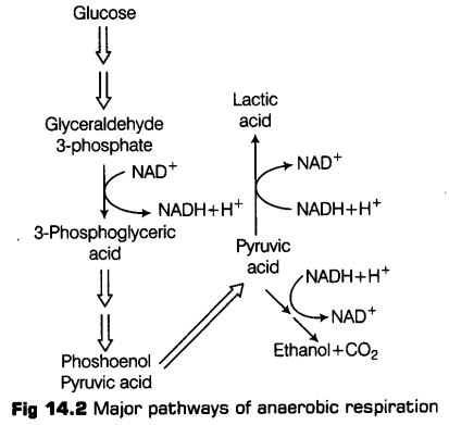 respiration-plants-cbse-notes-class-11-biology-6