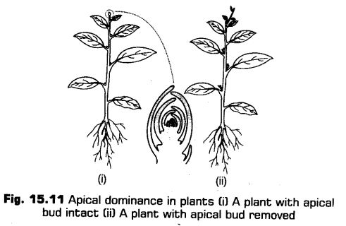 plant-growth-development-cbse-notes-class-11-biology-11