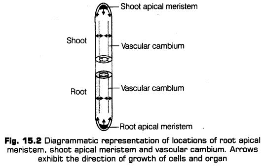 plant-growth-development-cbse-notes-class-11-biology-2