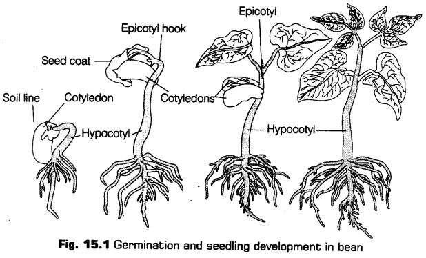 plant-growth-development-cbse-notes-class-11-biology-1