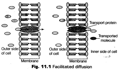 transport-in-plants-cbse-notes-for-class-11-biology-2