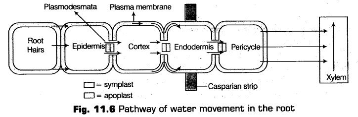 transport-in-plants-cbse-notes-for-class-11-biology-112