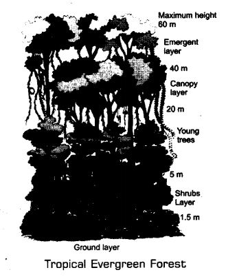 natural-vegetation-and-wild-life-cbse-notes-for-class-9-social-science-3