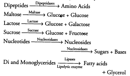 digestion-absorption-cbse-notes-class-11-biology-18