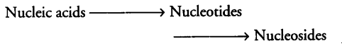 digestion-absorption-cbse-notes-class-11-biology-16