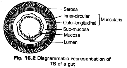 digestion-absorption-cbse-notes-class-11-biology-2