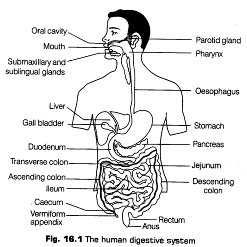 digestion-absorption-cbse-notes-class-11-biology-1