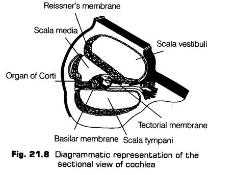 neural-control-coordination-cbse-notes-class-11-biology-9