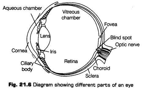 neural-control-coordination-cbse-notes-class-11-biology-7