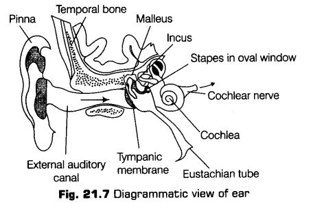 neural-control-coordination-cbse-notes-class-11-biology-8