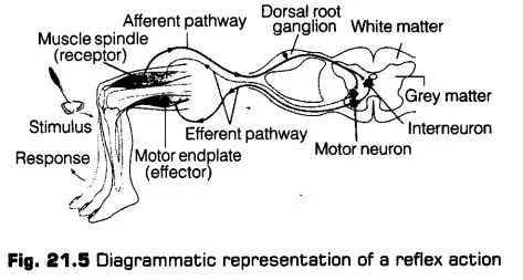 neural-control-coordination-cbse-notes-class-11-biology-5