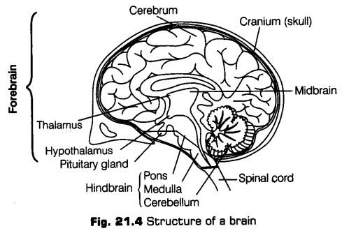 neural-control-coordination-cbse-notes-class-11-biology-4