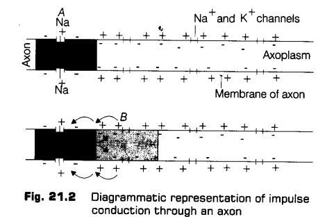 neural-control-coordination-cbse-notes-class-11-biology-2