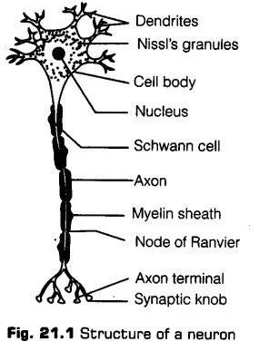 neural-control-coordination-cbse-notes-class-11-biology-1