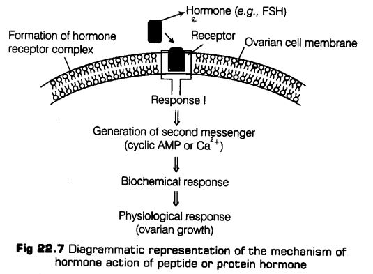 chemical-coordination-integration-cbse-notes-class-11-biology-8