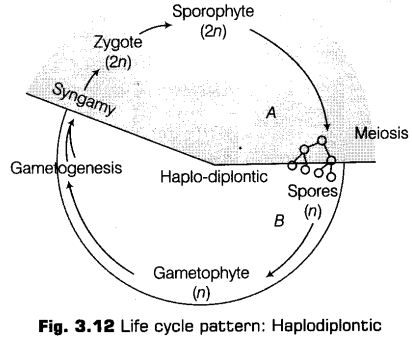 plant-kingdom-cbse-notes-class-11-biology-18