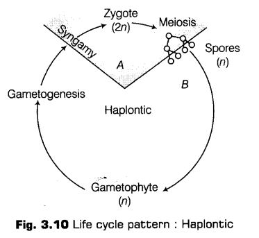 plant-kingdom-cbse-notes-class-11-biology-16