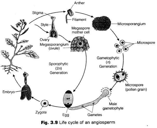 plant-kingdom-cbse-notes-class-11-biology-13