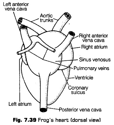 structural-organisation-in-animals-cbse-notes-for-class-11-biology-40