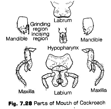 structural-organisation-in-animals-cbse-notes-for-class-11-biology-29