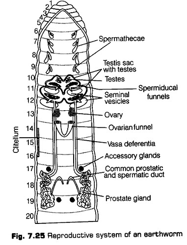 structural-organisation-in-animals-cbse-notes-for-class-11-biology-26